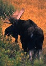 Bull Shiras Moose Royalty Free Stock Photo