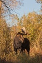 Bull Shiras Moose in Autumn