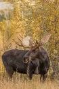 Bull Shiras Moose in Autumn