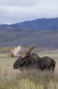 Bull Shiras Moose in Autumn in Grand Teton National Park Royalty Free Stock Photo