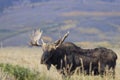 Bull Shiras Moose in Autumn in Grand Teton National Park Royalty Free Stock Photo