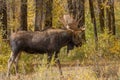 Bull Shiras Moose in Autumn in Wyoming