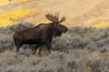 Bull Shiras Moose in Autumn in Wyoming