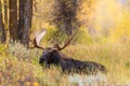 Bull Shiras Moose Bedded in Autumn