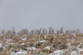 Shiras Moose Bull Bedded in Winter in Wyoming Royalty Free Stock Photo