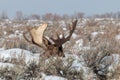 Bull Moose Bedded in Winter in Wyoming Royalty Free Stock Photo