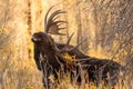 Bull Shiras Moose