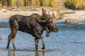 Bull Shiras Moose Crossing River in the Rut