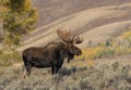 Bull Shiras Moose in Fall Royalty Free Stock Photo