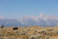 Bull Shiras Moose in Fall in Grand Teton National Park Royalty Free Stock Photo