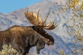 Bull Shiras Moose Fall Portrait Royalty Free Stock Photo