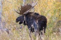 Bull Shiras Moose in the Fall Rut