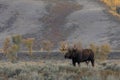 Bull Shiras Moose During the Fall Rut Royalty Free Stock Photo