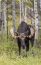 Bull Moose in the Rut in Fall in Wyoming Royalty Free Stock Photo