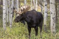 Bull Moose in the Rut in Fall in Grand Teton National Park Wyoming Royalty Free Stock Photo