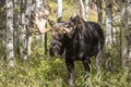 Bull Moose in the Rut in Fall in Wyoming Royalty Free Stock Photo