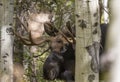 Bull Moose in the Rut in Grand Teton National Park Wyoming in Fall Royalty Free Stock Photo