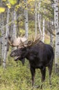 Bull Moose in the Rut in Grand Teton National Park Wyoming in Fall Royalty Free Stock Photo