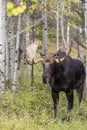 Bull Moose in the Rut in Wyoming in Fall Royalty Free Stock Photo