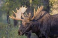 Bull Shiras Moose Portrait in Autumn in Wyoming Royalty Free Stock Photo