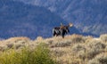 Bull Shiras Moose During the Rut in Fall in Wyoming Royalty Free Stock Photo