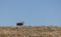 Bull Shiras Moose in Wyoming in Fall Royalty Free Stock Photo