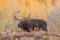 Bull Shiras Moose in Fall Rut Royalty Free Stock Photo