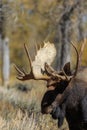 Big Bull Shiras Moose Portrait Royalty Free Stock Photo