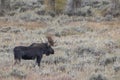 Bull Shiras Moose in Autumn in Wyoming Royalty Free Stock Photo