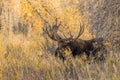 Bull Shiras Moose in Fall