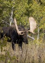 Bull Shiras Moose During the Rut in Fall in Wyoming Royalty Free Stock Photo