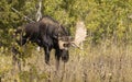 Bull Shiras Moose During the Rut in Fall in Wyoming Royalty Free Stock Photo