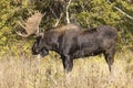 Bull Shiras Moose During the Rut in Fall in Wyoming Royalty Free Stock Photo