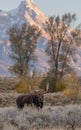 Bull Shiras Moose in Wyoming in Fall Royalty Free Stock Photo