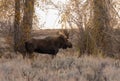 Bull Shiras Moose in Wyoming in Fall Royalty Free Stock Photo