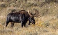 Bull Shiras Moose During the Fall Rut in Wyoming Royalty Free Stock Photo