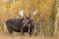 Bull Shiras Moose in Fall