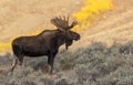 Bull Shiras Moose in Fall in Wyoming