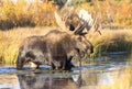 Bull Shiras Moose in Fall in Wyoming Royalty Free Stock Photo