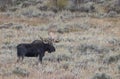 Bull Shiras Moose in Fall in Wyoming Royalty Free Stock Photo