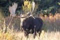 Bull Shiras Moose in Grand Teton National Park in Autumn Royalty Free Stock Photo