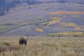 Bull Shiras Moose in Grand Teton National Park in Autumn Royalty Free Stock Photo