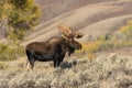 Bull Shiras Moose in Grand Teton National Park Royalty Free Stock Photo