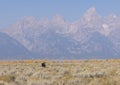 Bull Shiras Moose in Grand Teton National Park Wyoming in Fall Royalty Free Stock Photo