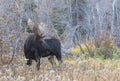 Bull Shiras Moose in Grand Teton National Park Wyoming in Fall Royalty Free Stock Photo