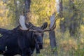 Bull Shiras Moose Portrait in Autumn in Wyoming Royalty Free Stock Photo