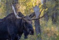 Bull Shiras Moose Portrait in Autumn in Wyoming Royalty Free Stock Photo