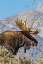 Bull Shiras Moose Portrait Royalty Free Stock Photo