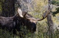 Bull Shiras Moose Portrait in Wyoming in Autumn Royalty Free Stock Photo