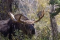 Bull Shiras Moose Portrait in Wyoming Royalty Free Stock Photo